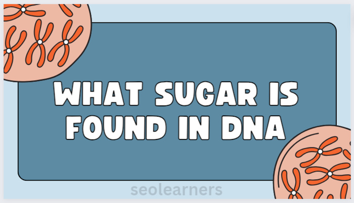 What Sugar Is Found In DNA