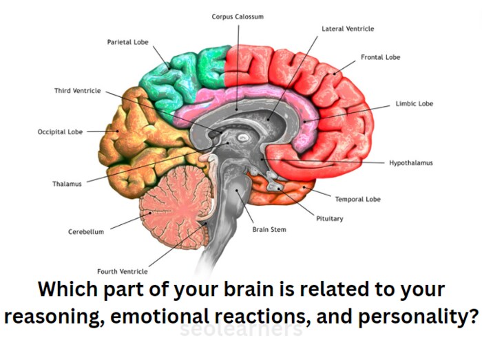 Which part of your brain is related to your reasoning, emotional reactions, and personality?