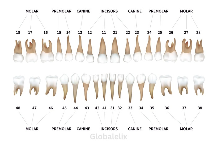 How many teeth do humans have